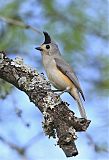 Black-crested Titmouse